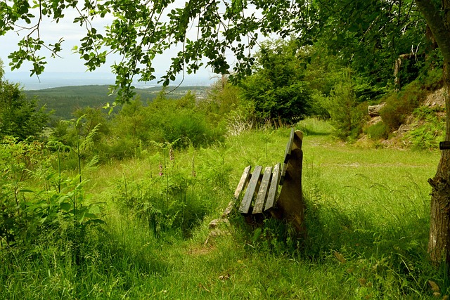 咪咕直播：已进世界杯！日本队官方：守田英正和上田绮世因伤离队，不补招.
